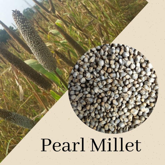 Pearl Millet(Kambu)500gm